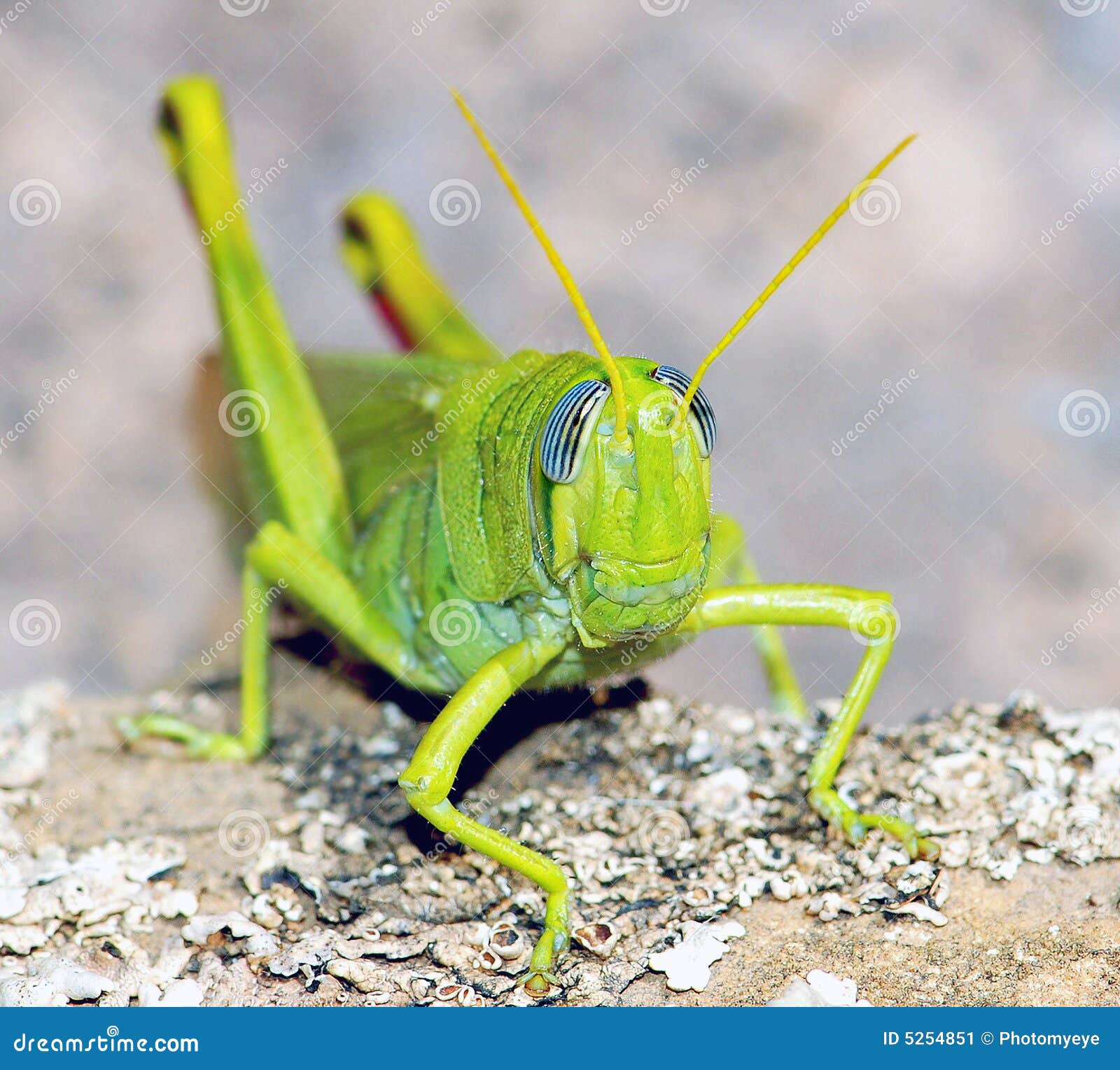 Cricket Pen Stock Photos - Free & Royalty-Free Stock Photos from Dreamstime