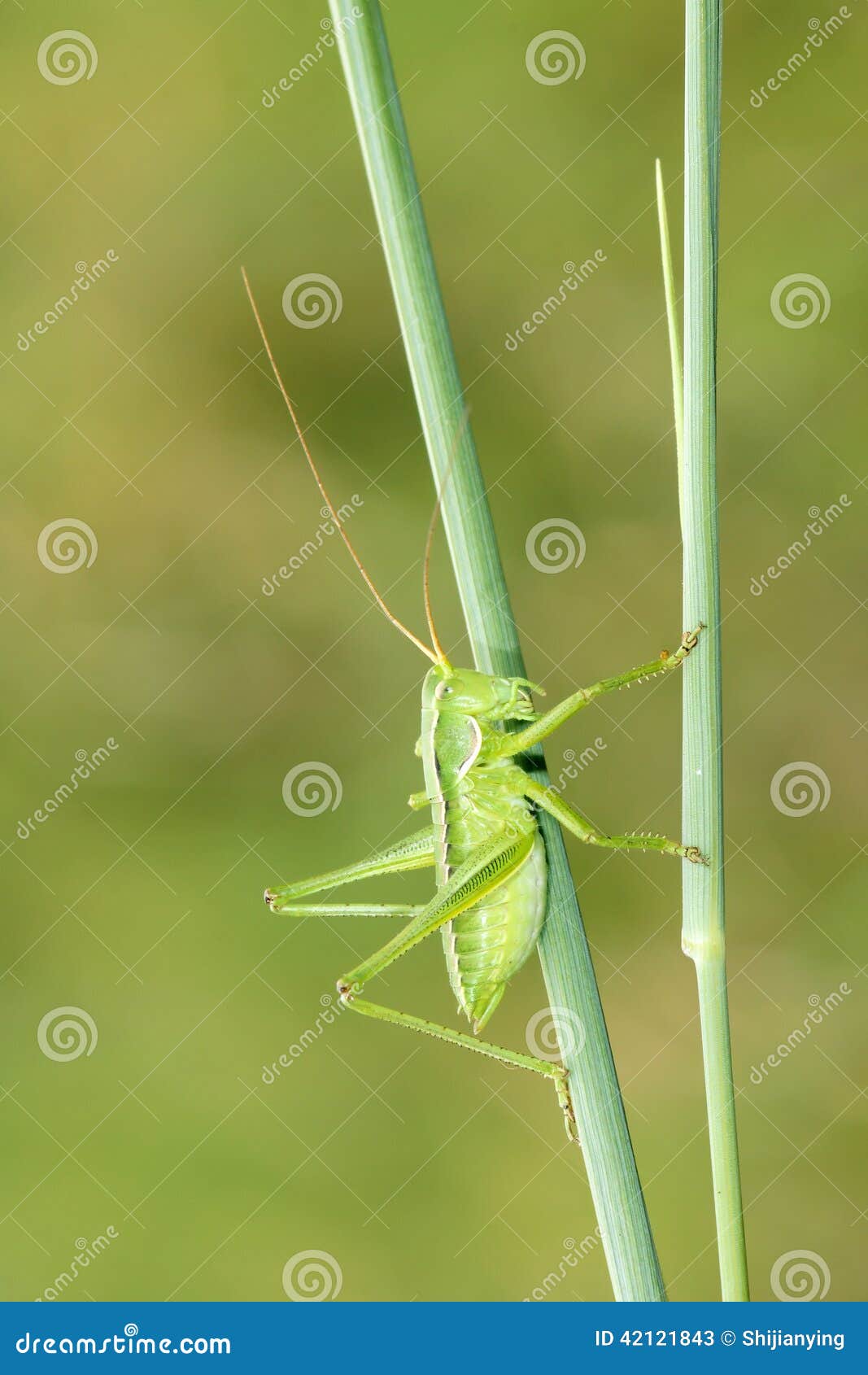 Green Cricket With Sword Shaped Tail And Spikes, Katydid Or
