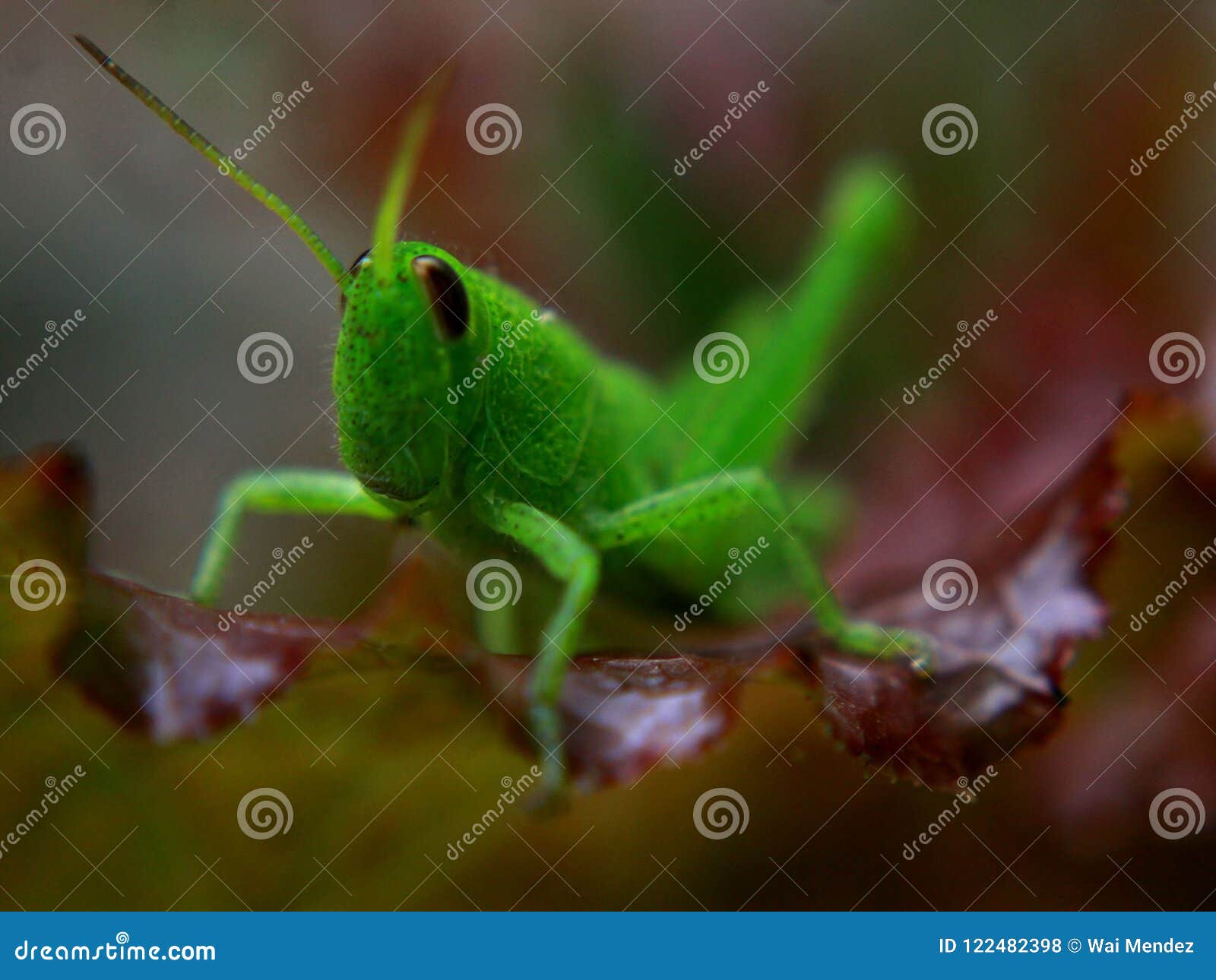Green Insect stock photo. Image of lettuce, leaf, cricket 122482398