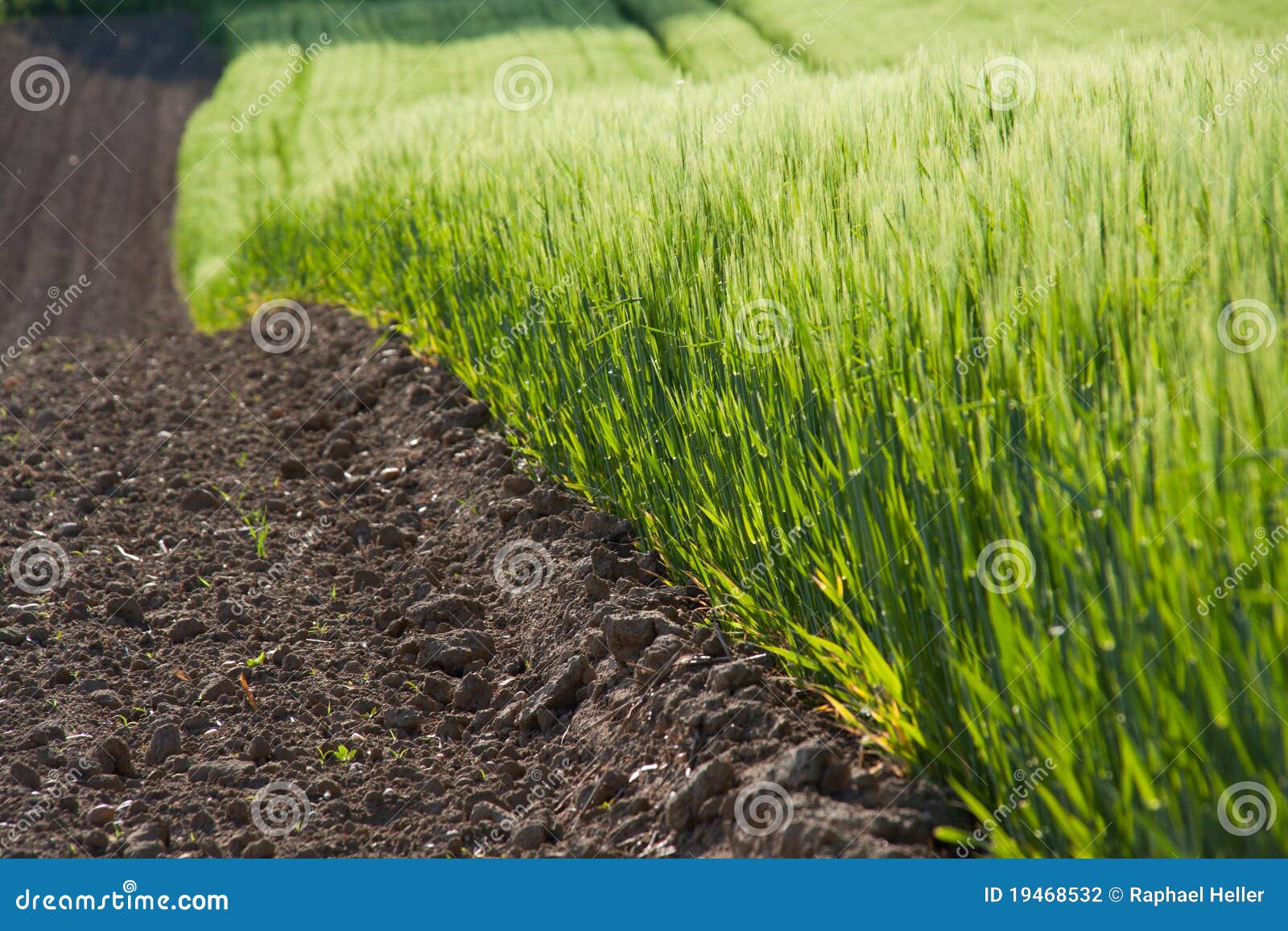 Green crops stock photo. Image of crops, plants, spring 19468532