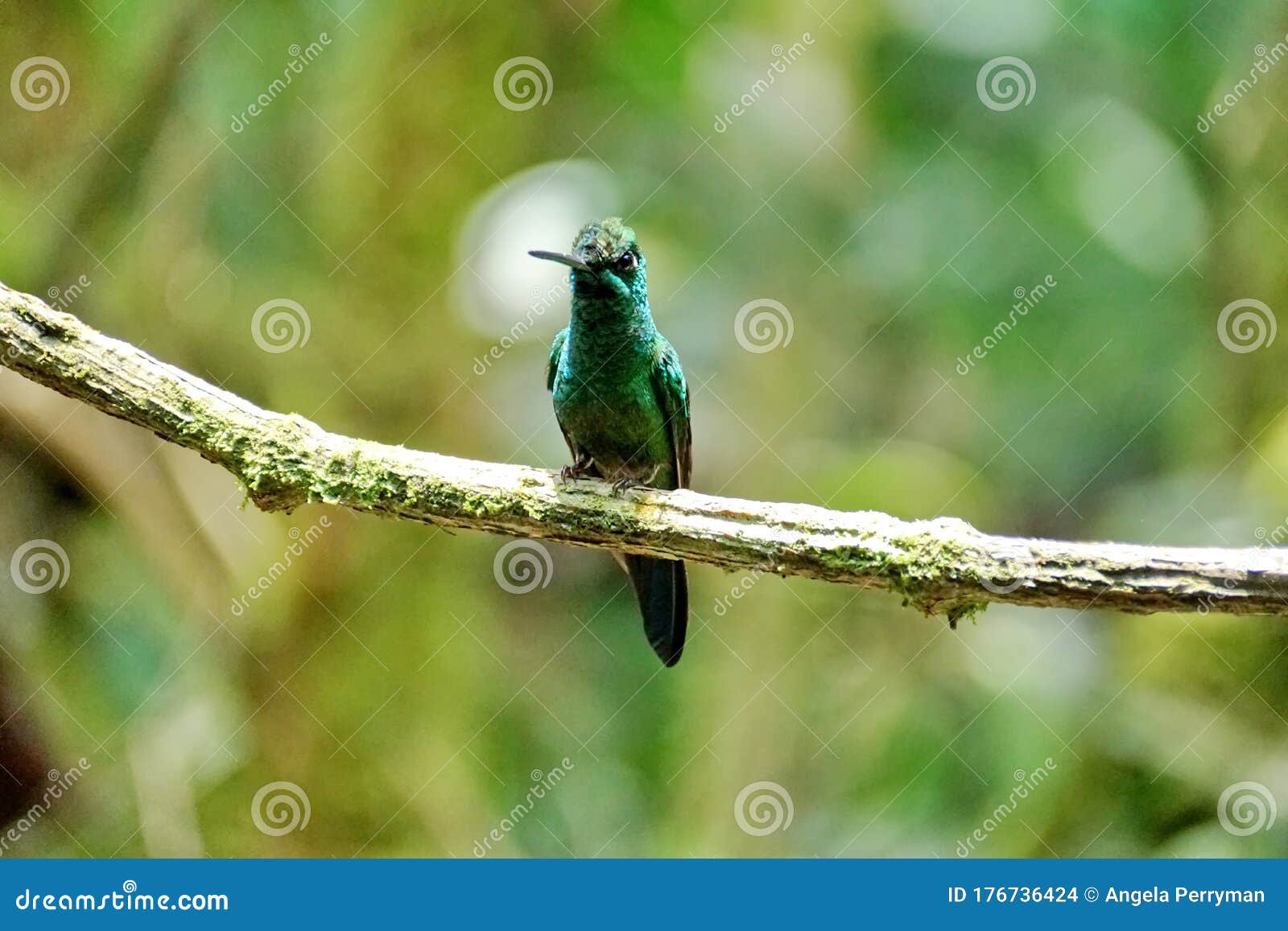 Napco Flying Hummingbird Speckled Green 4 X 3 Resin Stone - Want It All