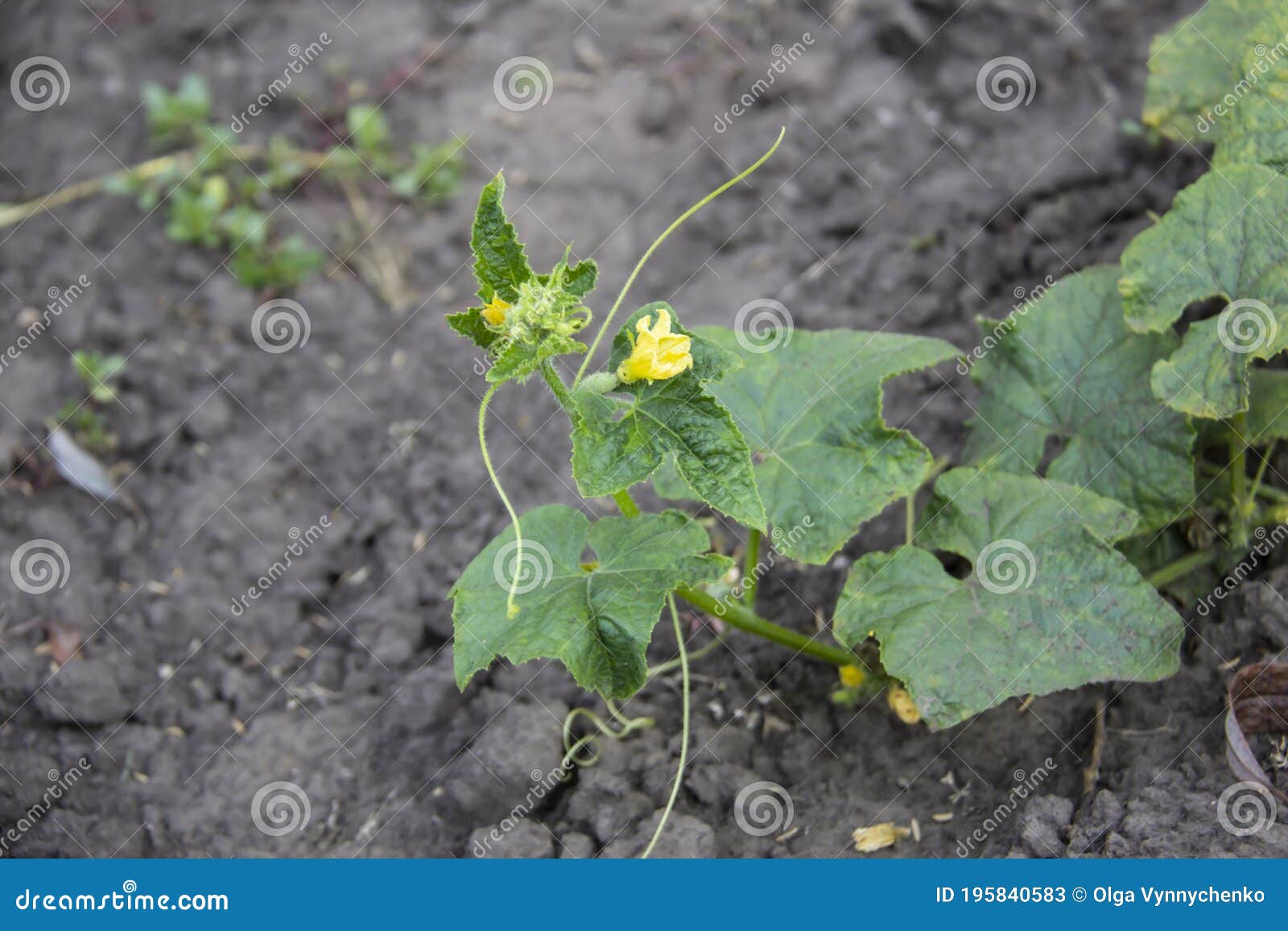 Green Cucumber Plants. Cucumbers Grow in the Open Underground Stock