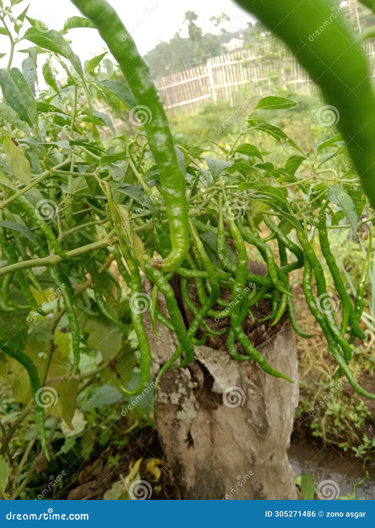 green curly chilies