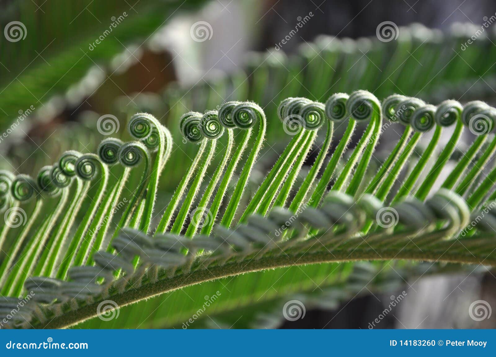green curly cycad