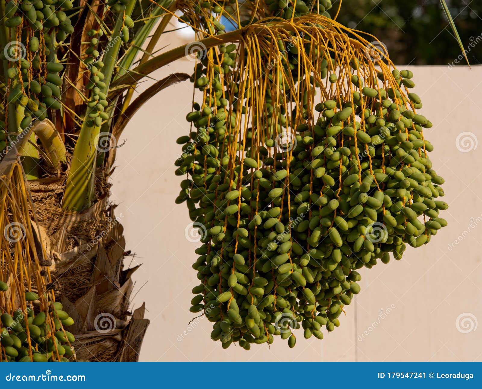 Green Dates on a Palm Tree. Stock Image Image of climate, season