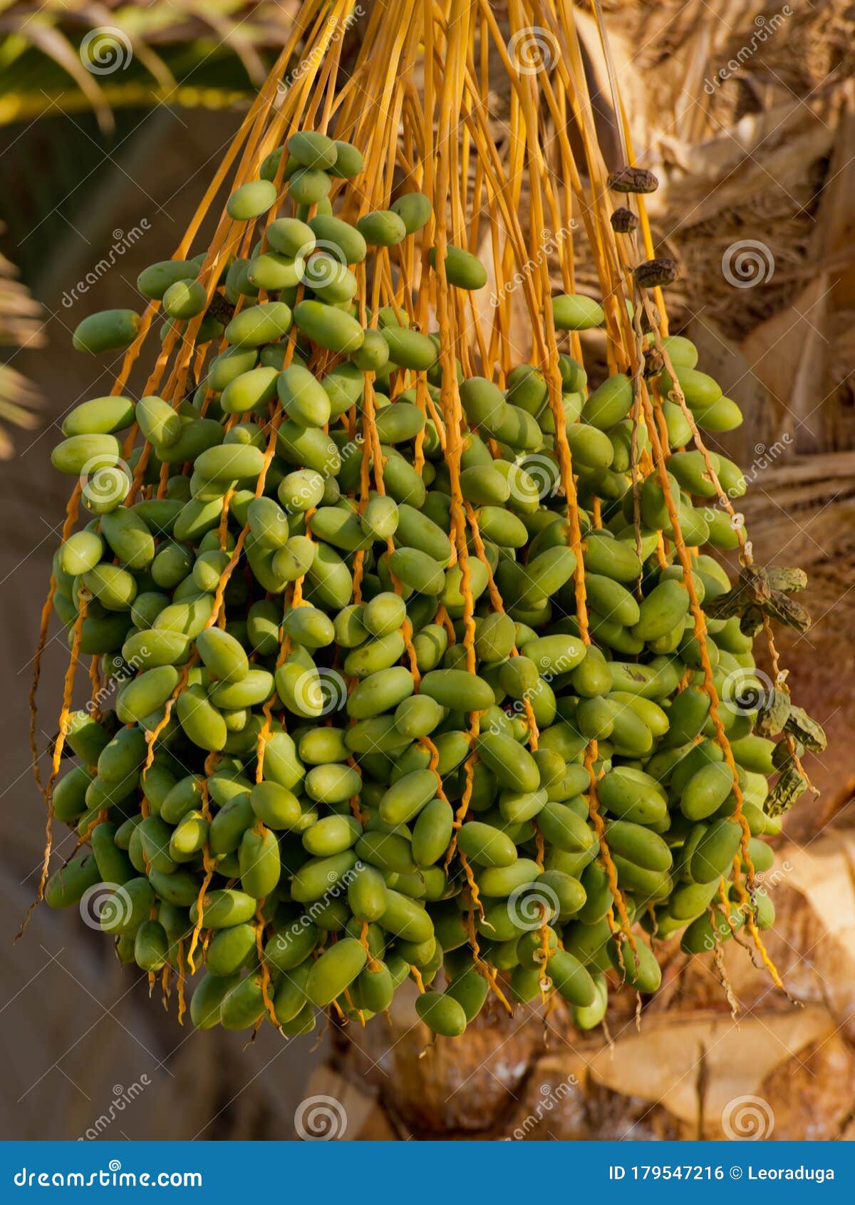 Green Dates on a Palm Tree. Stock Photo Image of background, vitamins