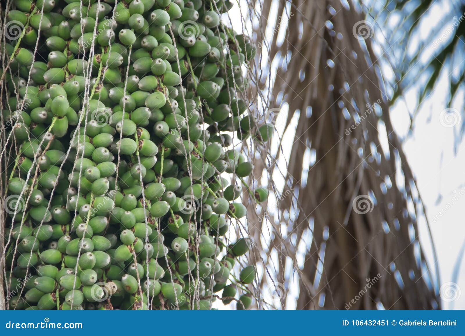 green dates palm tree in summer in the city of federation, province of entre rios argentina
