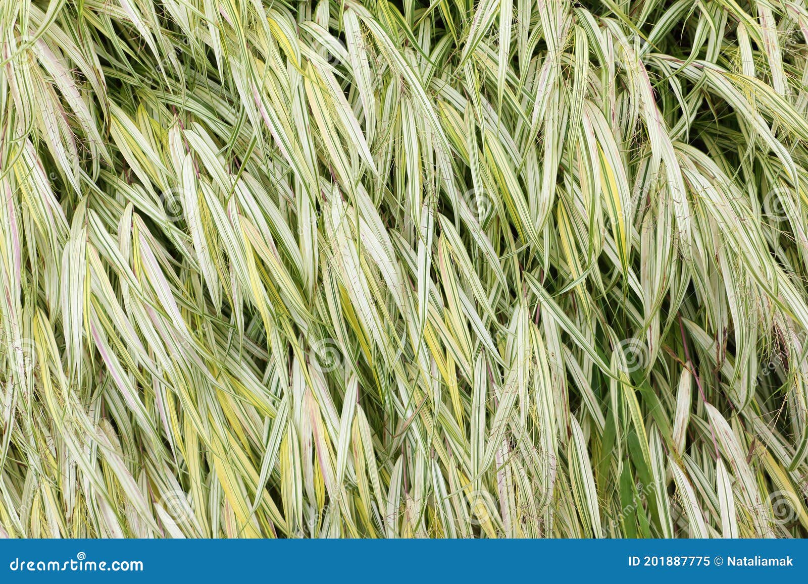 Green Decorative Grass on a Flower Bed, Background Stock Image Image of decoration, growing