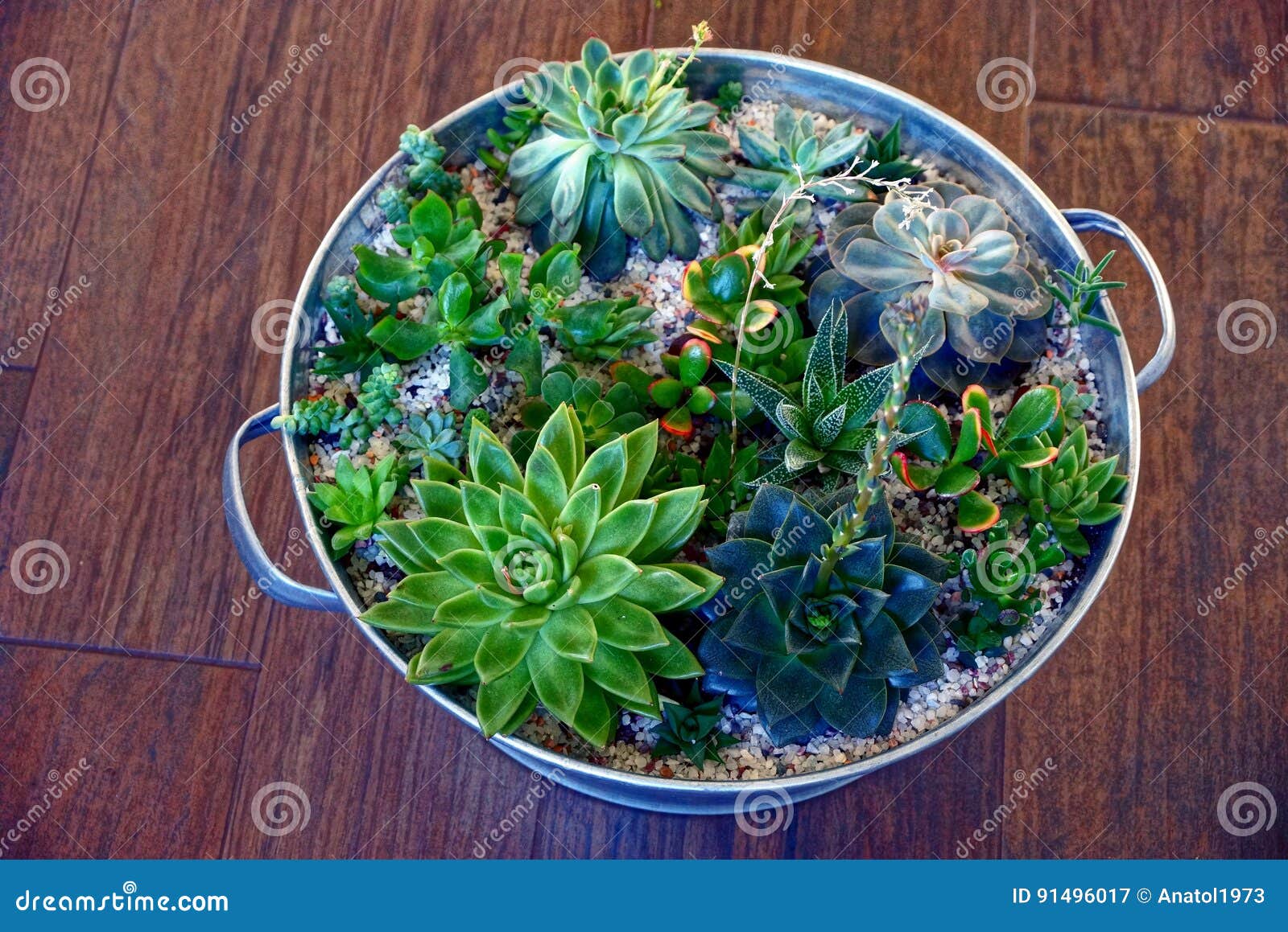 Green Decorative Plants In A Gray Basin Stock Image Image Of