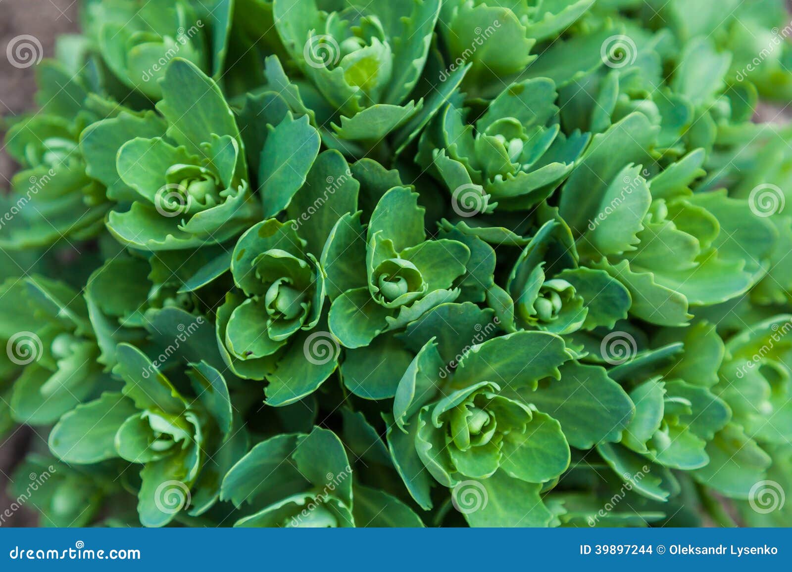 Green Decorative Plants in the Wild Stock Photo Image of meadow