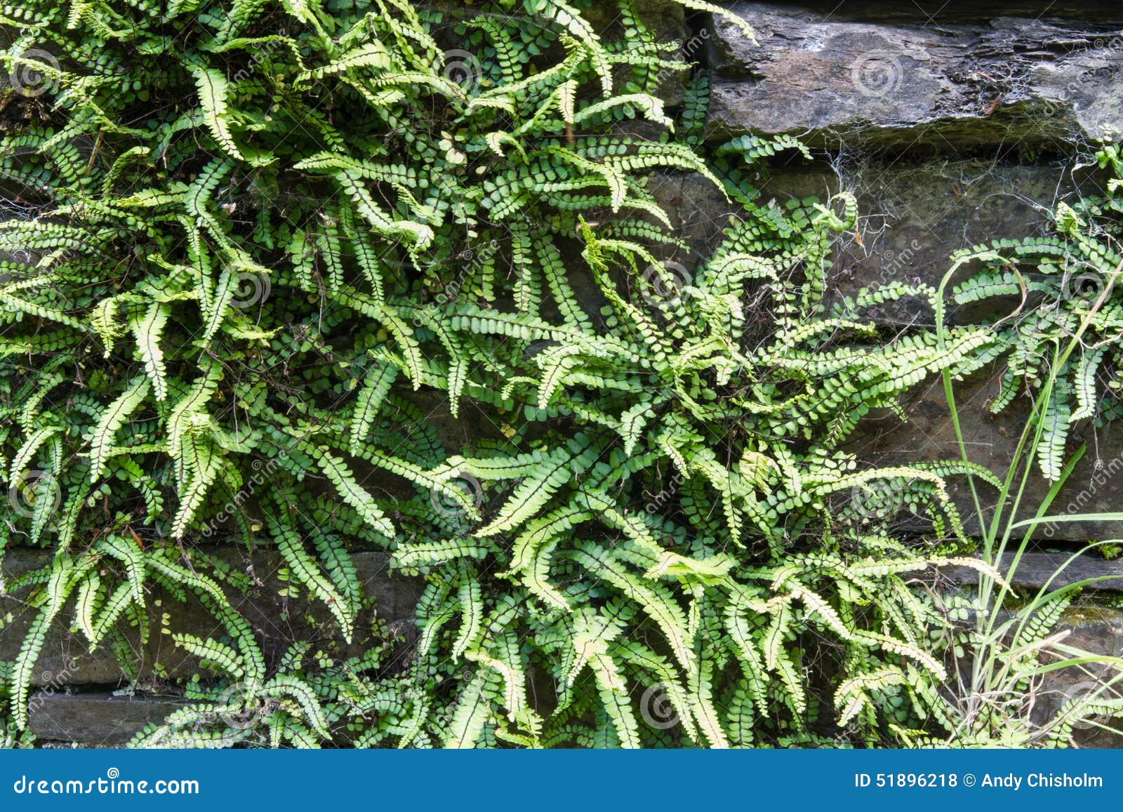 green deer fern, blechnum spicant growing out of slate wall.