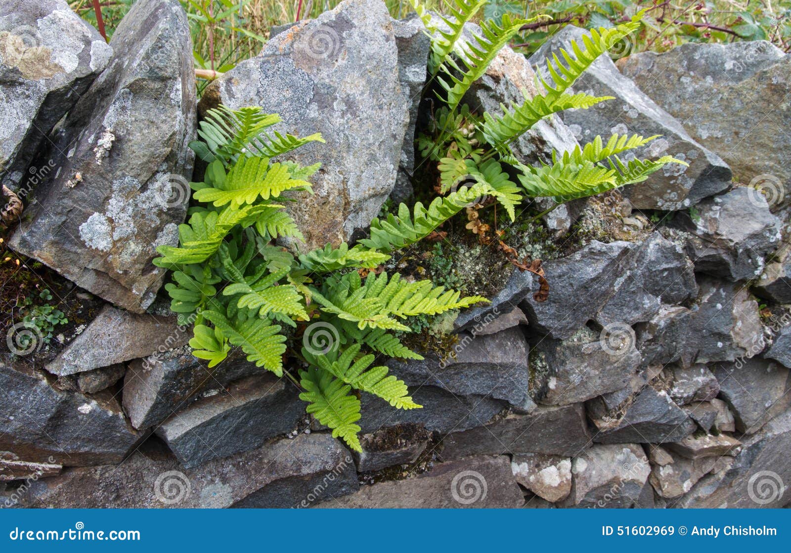 green deer fern, blechnum spicant growing out of wall.