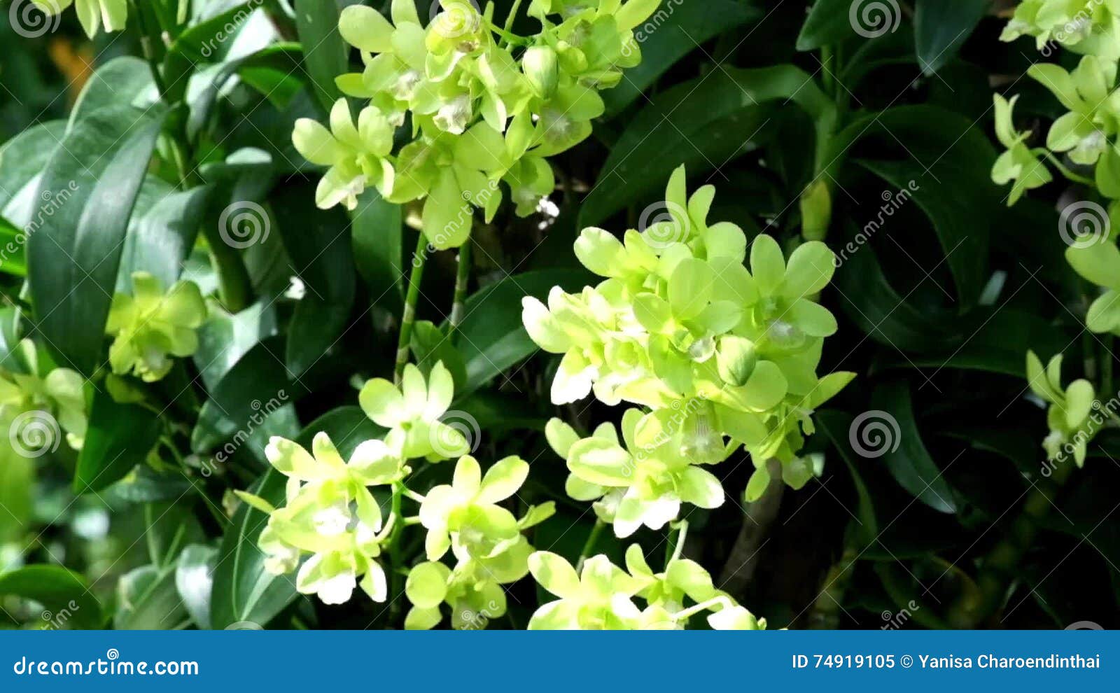 Green Dendrobium or Green Orchid Flowers Under Shade of Light and Shadow.  Stock Video - Video of color, sunlight: 74919105