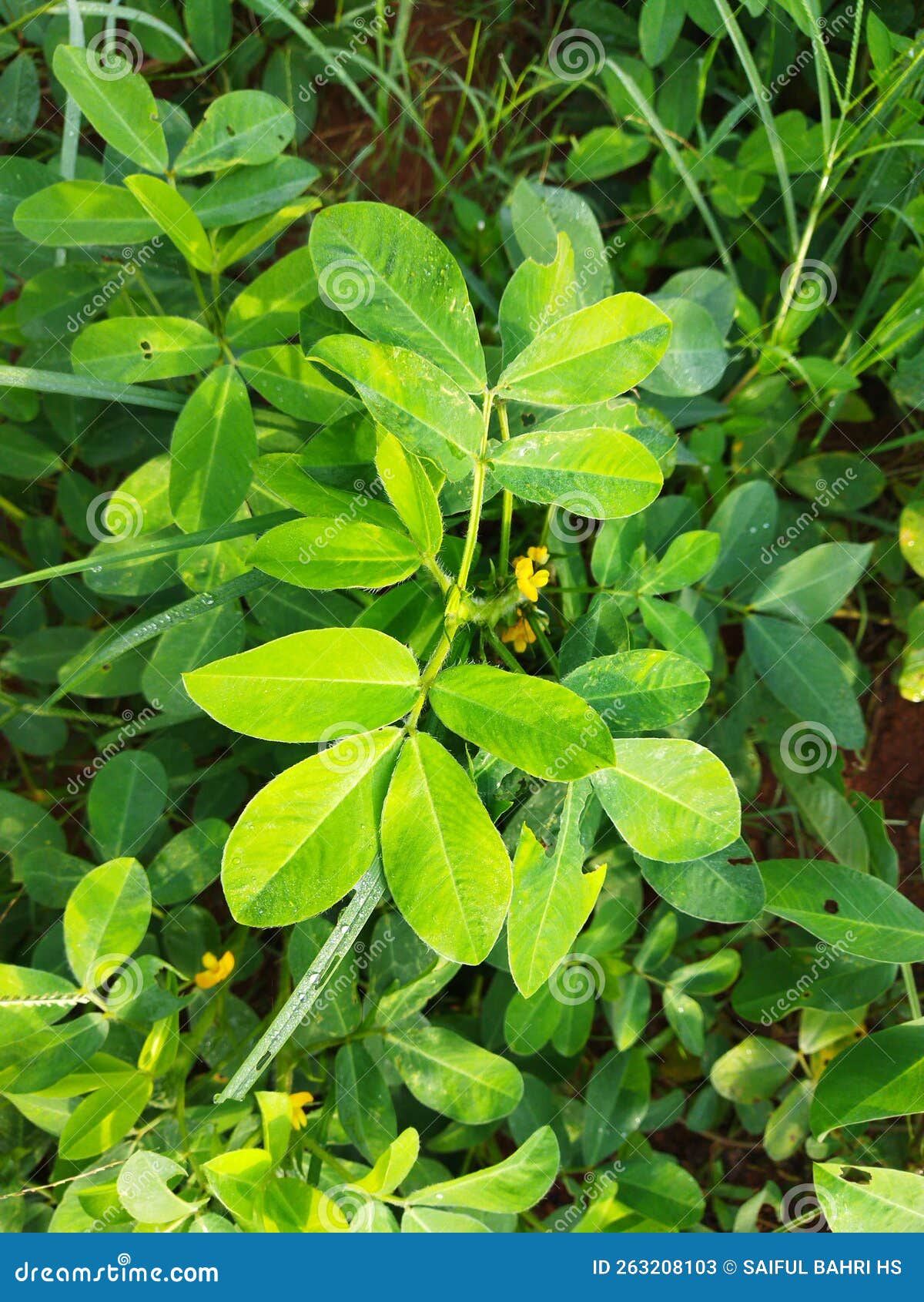 Green Dense Pea Leaves, Pea Plant, Young Pea Leaves, Dense. Stock Image