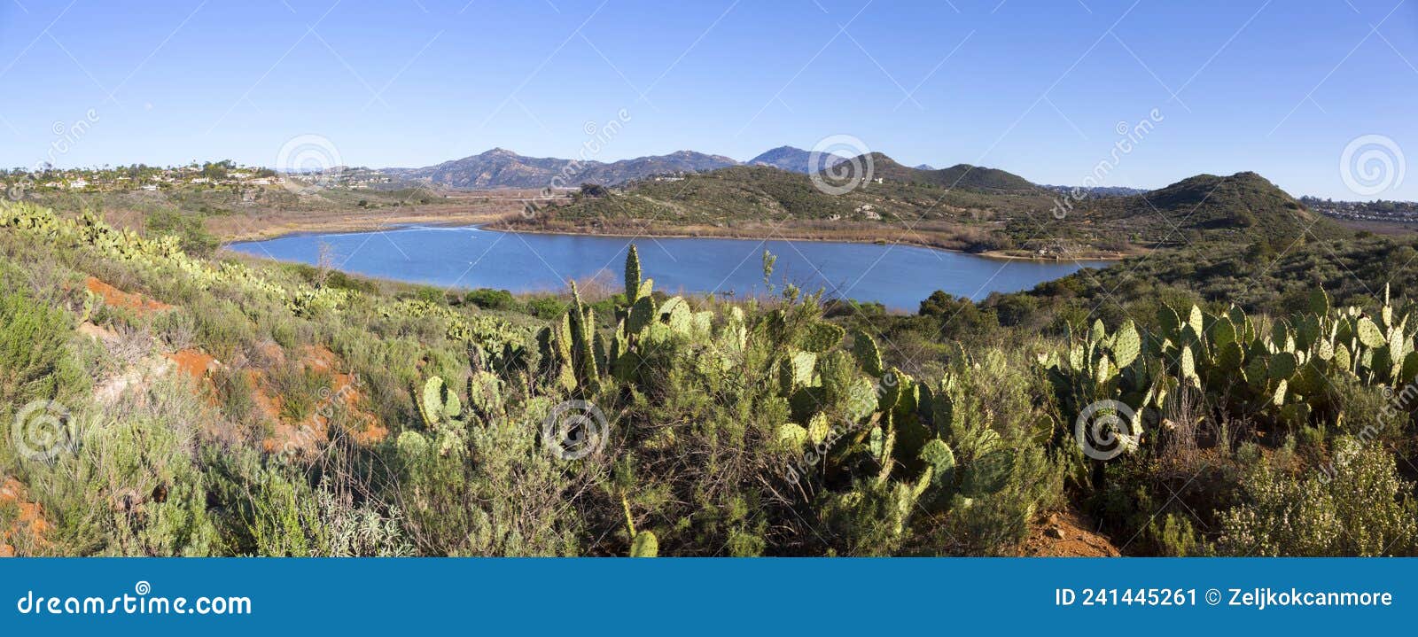 green desert cactus field and scenic blue lake hodges