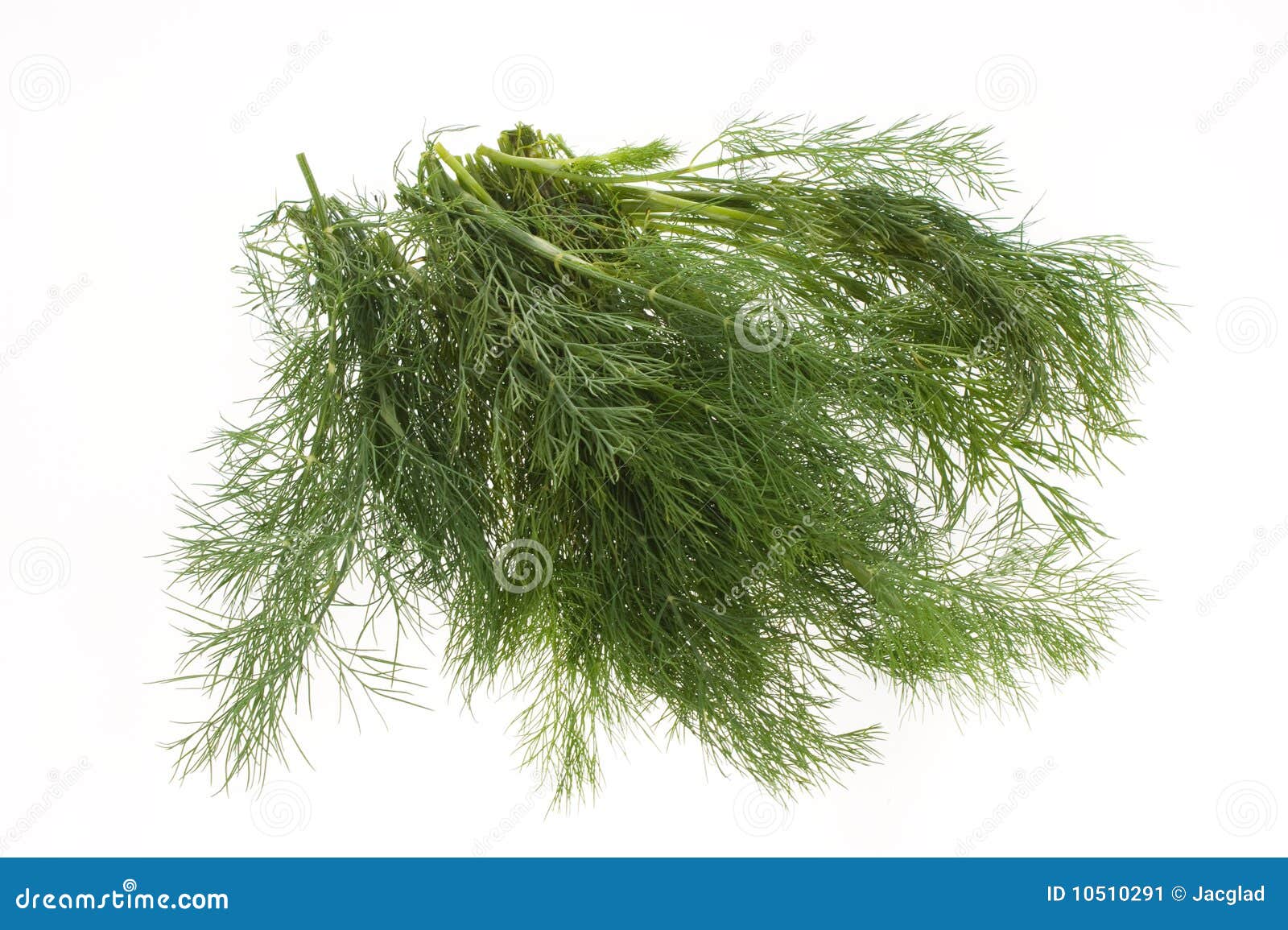 Green dill stock image. Image of seasoning, vitamin, herb 10510291