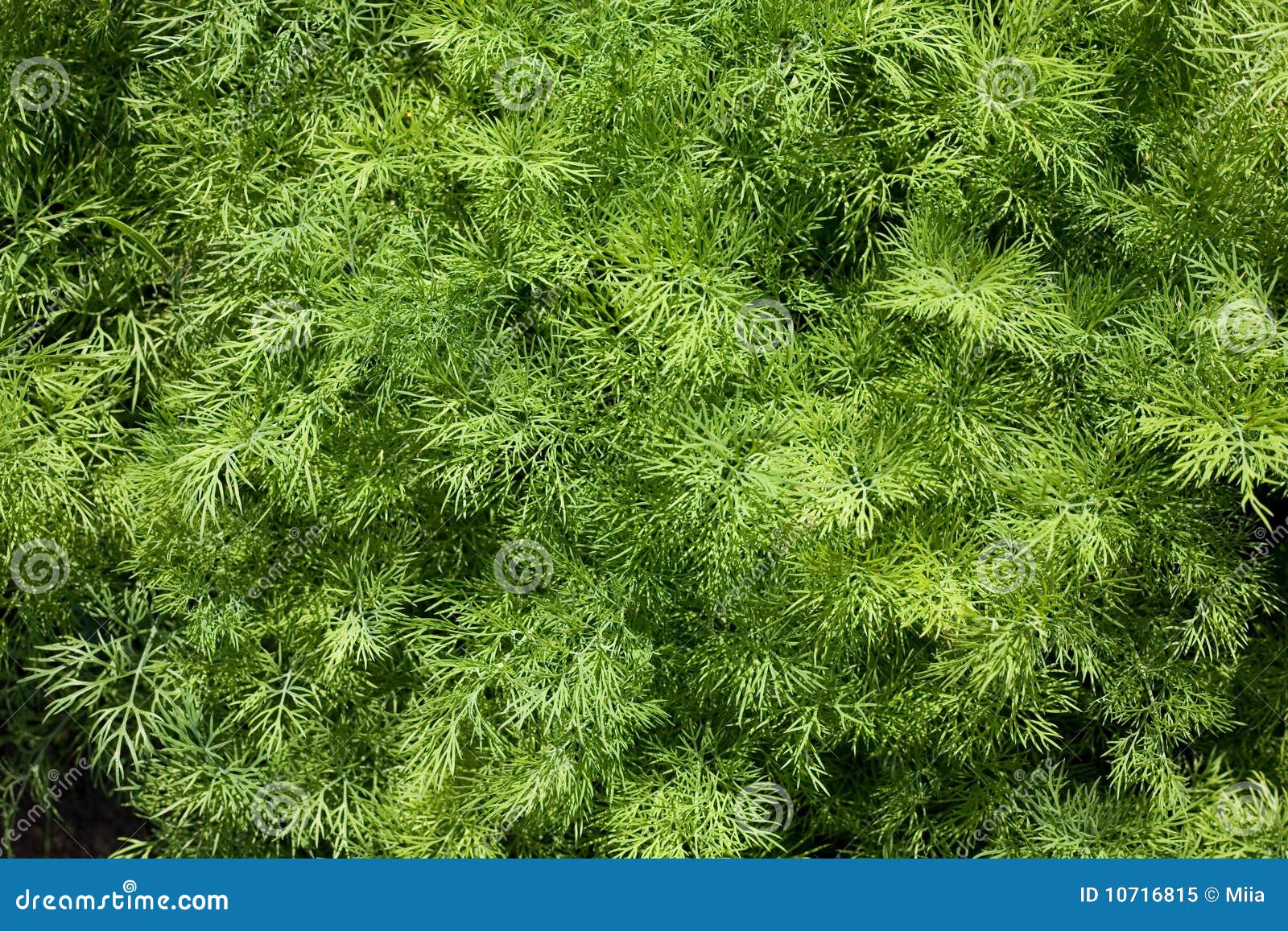 Green dill stock image. Image of appetite, seasoning 10716815