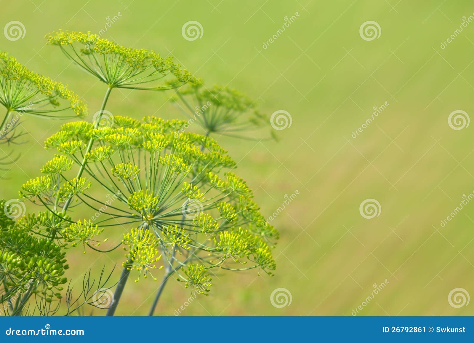 Green dill stock image. Image of dill, flowers, leaves 26792861