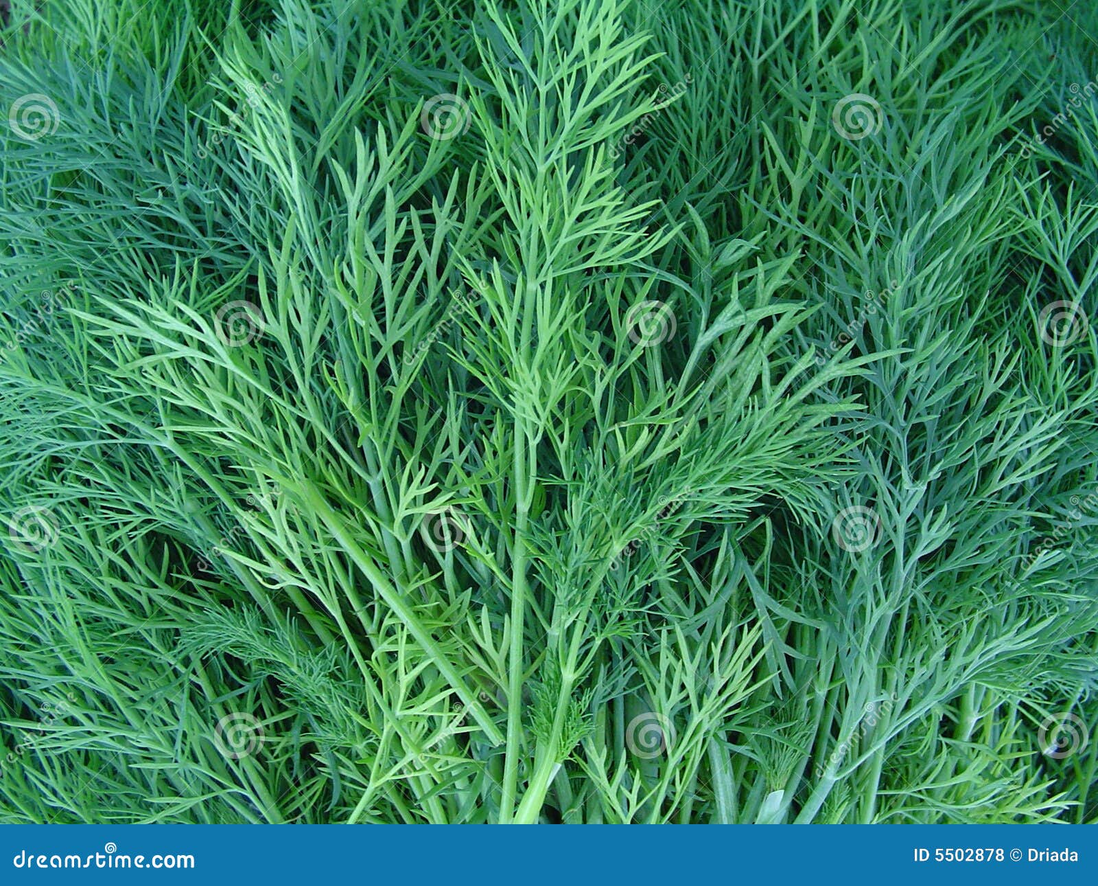 Green dill stock photo. Image of dill, appetizing, green 5502878