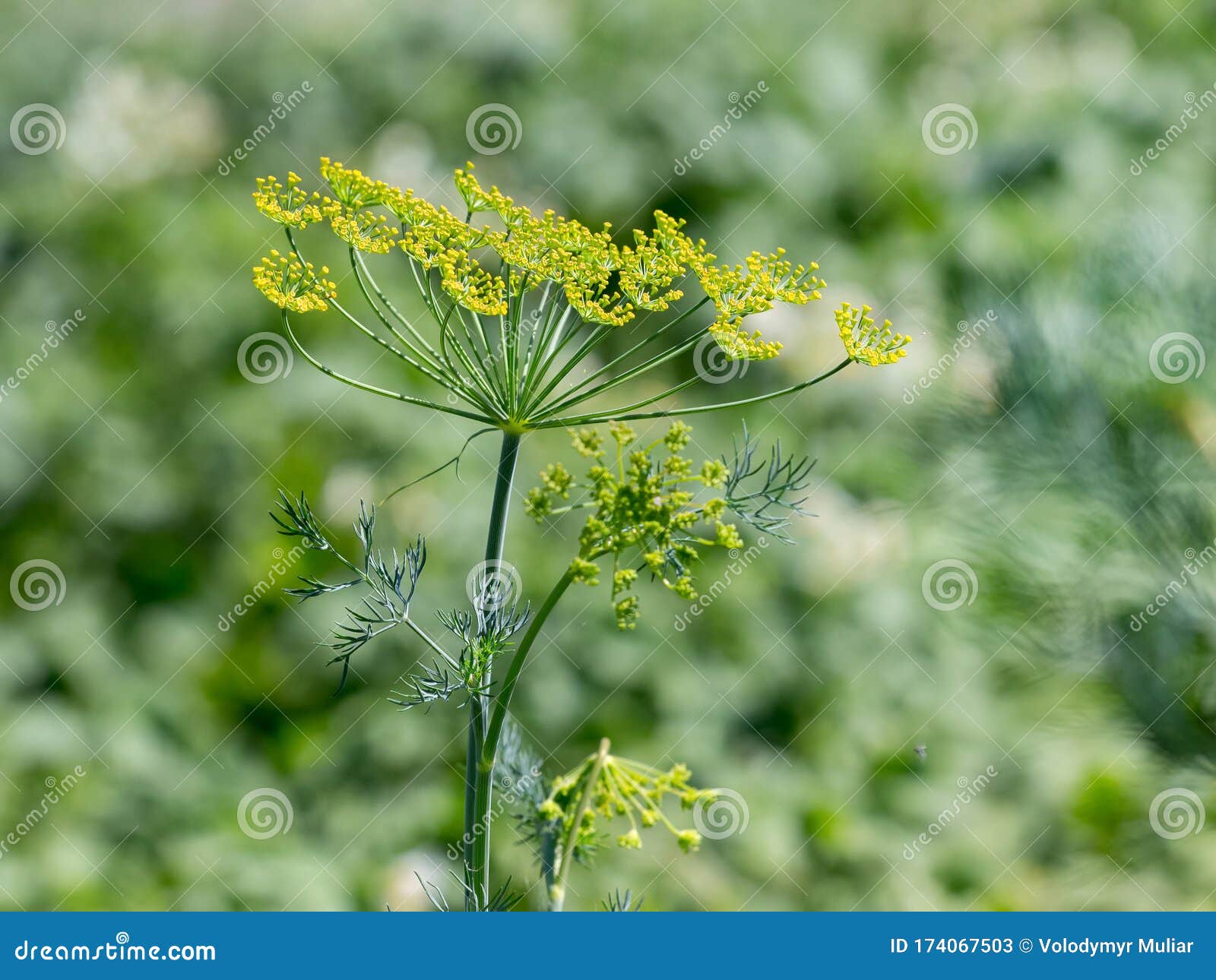 Green Dill on the Bed. Growing Dill_ Stock Image Image of farm