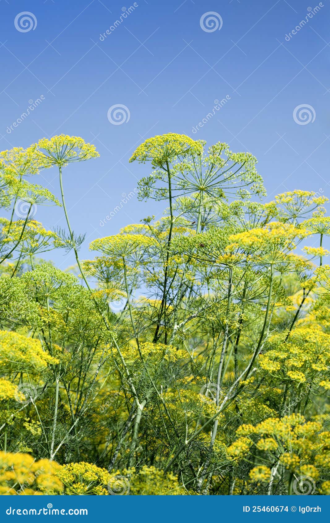 Green dill, blue sky stock photo. Image of dill, closeup 25460674