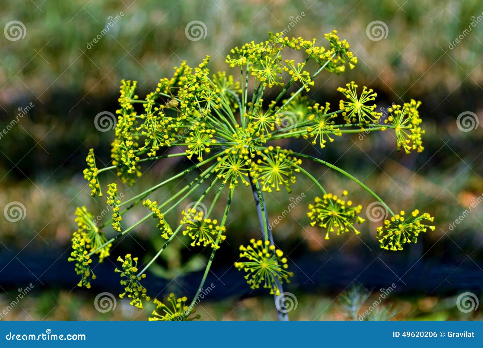 Green dill closeup stock photo. Image of lush, background 49620206
