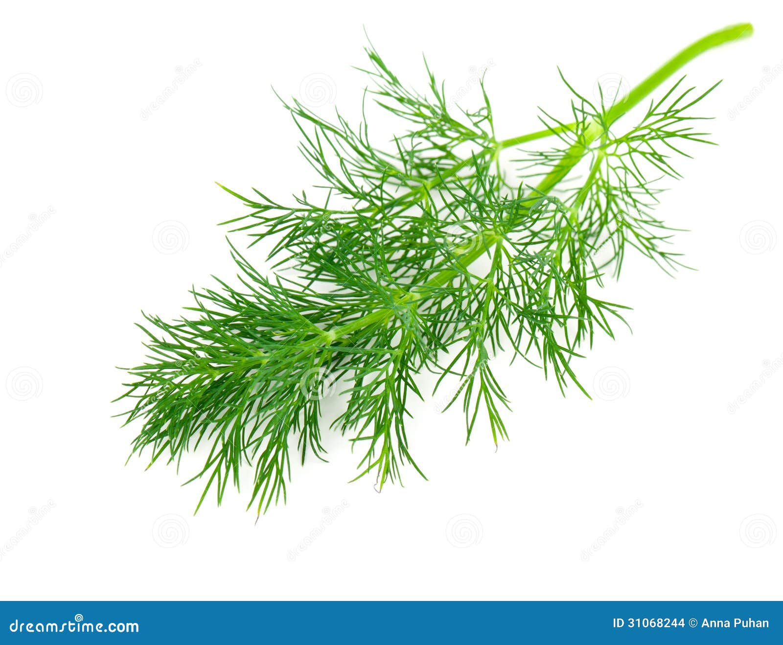 Green dill stock photo. Image of branch, vegetarian, vegetable 31068244