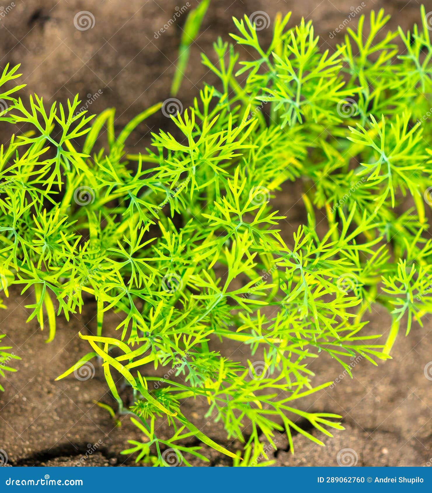 Green Dill Leaves in the Ground. Stock Photo Image of healthy, leaf
