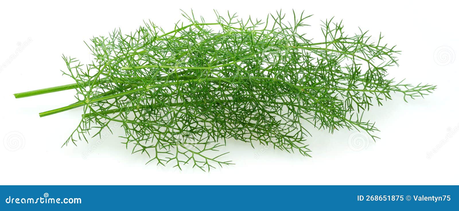 Green Dill Leaves Isolated on White Background Stock Image Image of