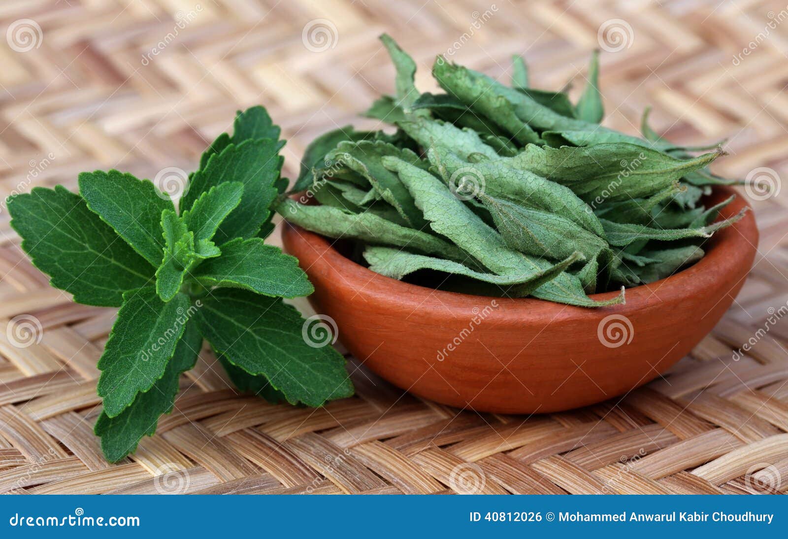 Green and Dired Stevia Leaves Stock Photo Image of steviol, aromatic