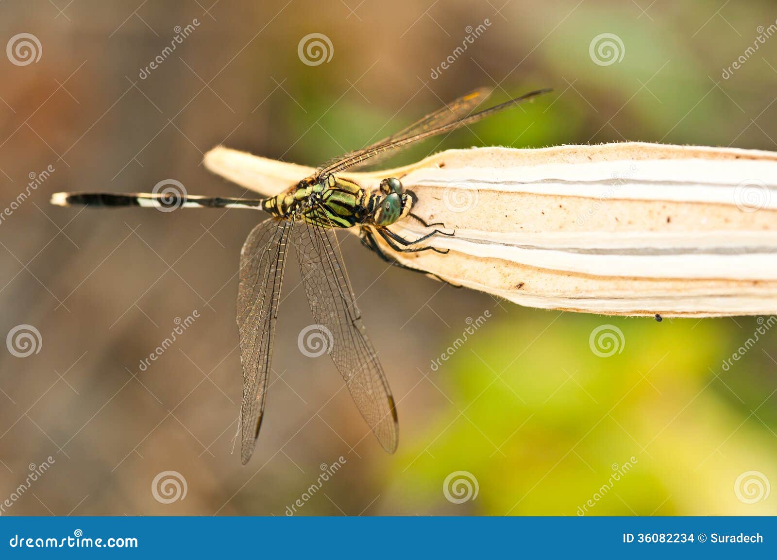 Green dragonfly stock photo. Image of wing, outdoor, insect 36082234