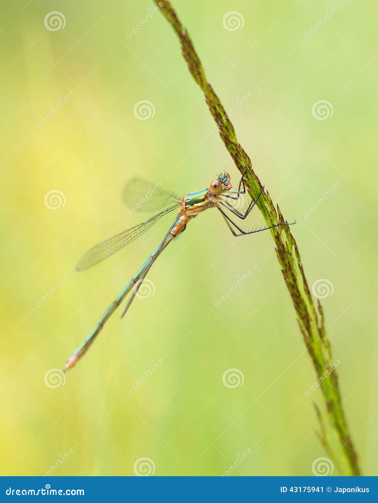Green Dragonfly stock image. Image of outdoor, mountain 43175941