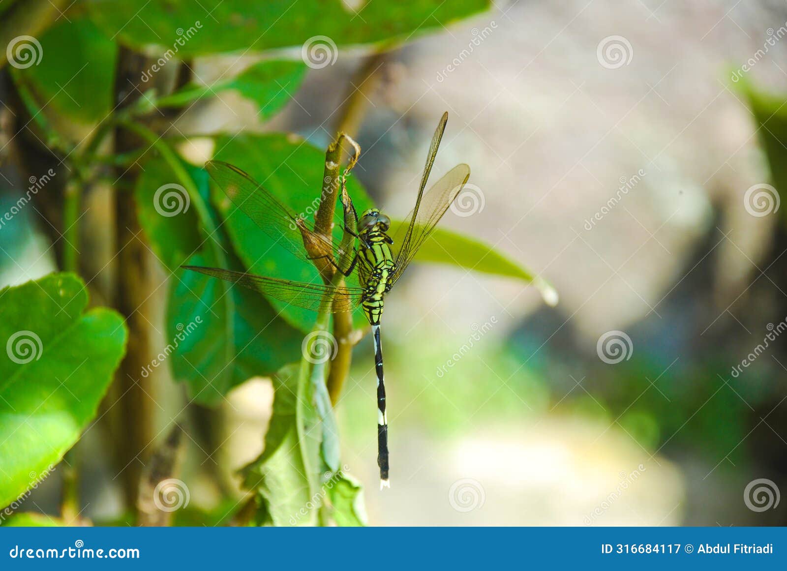 green dragonfly or orthetrum sabina