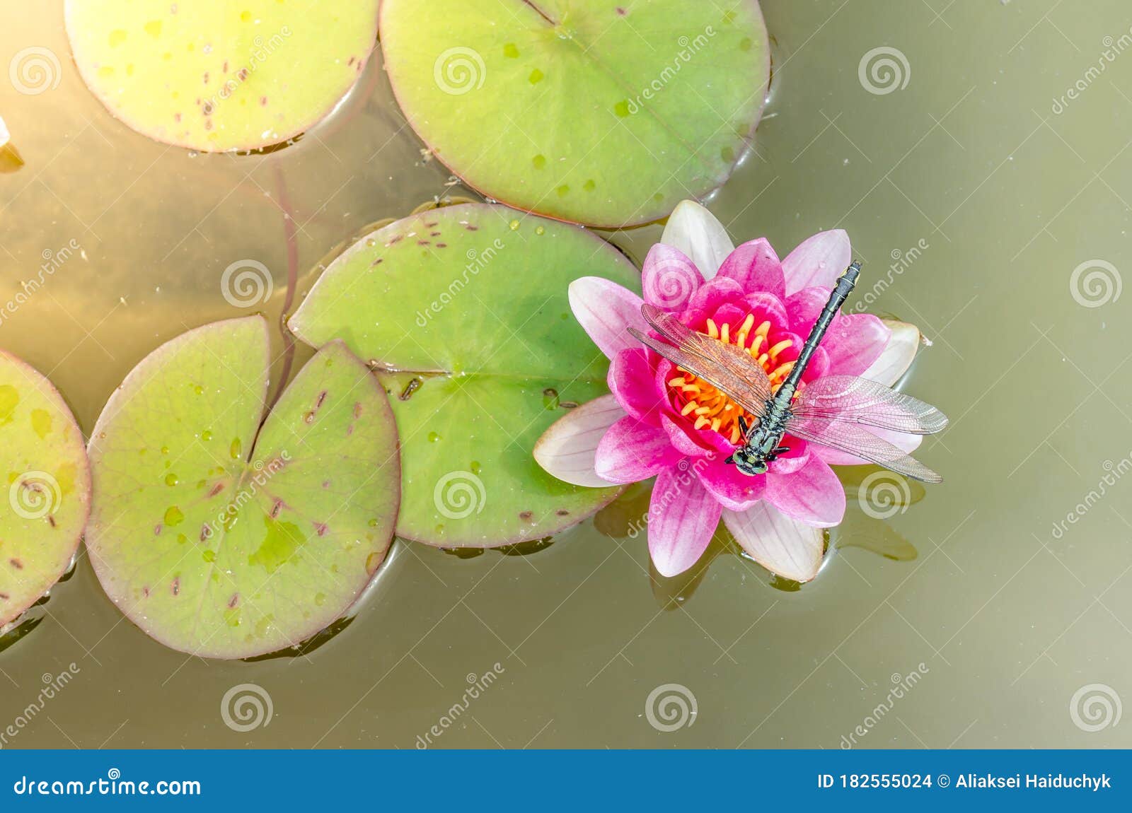 green dragonfly sitting on a pink lotus flower/green dragonfly sitting on a pink water lily lotus flower. top view