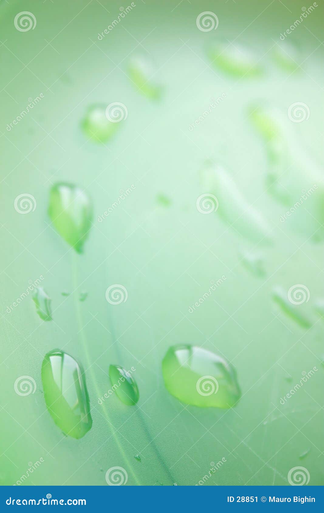 green drops on green