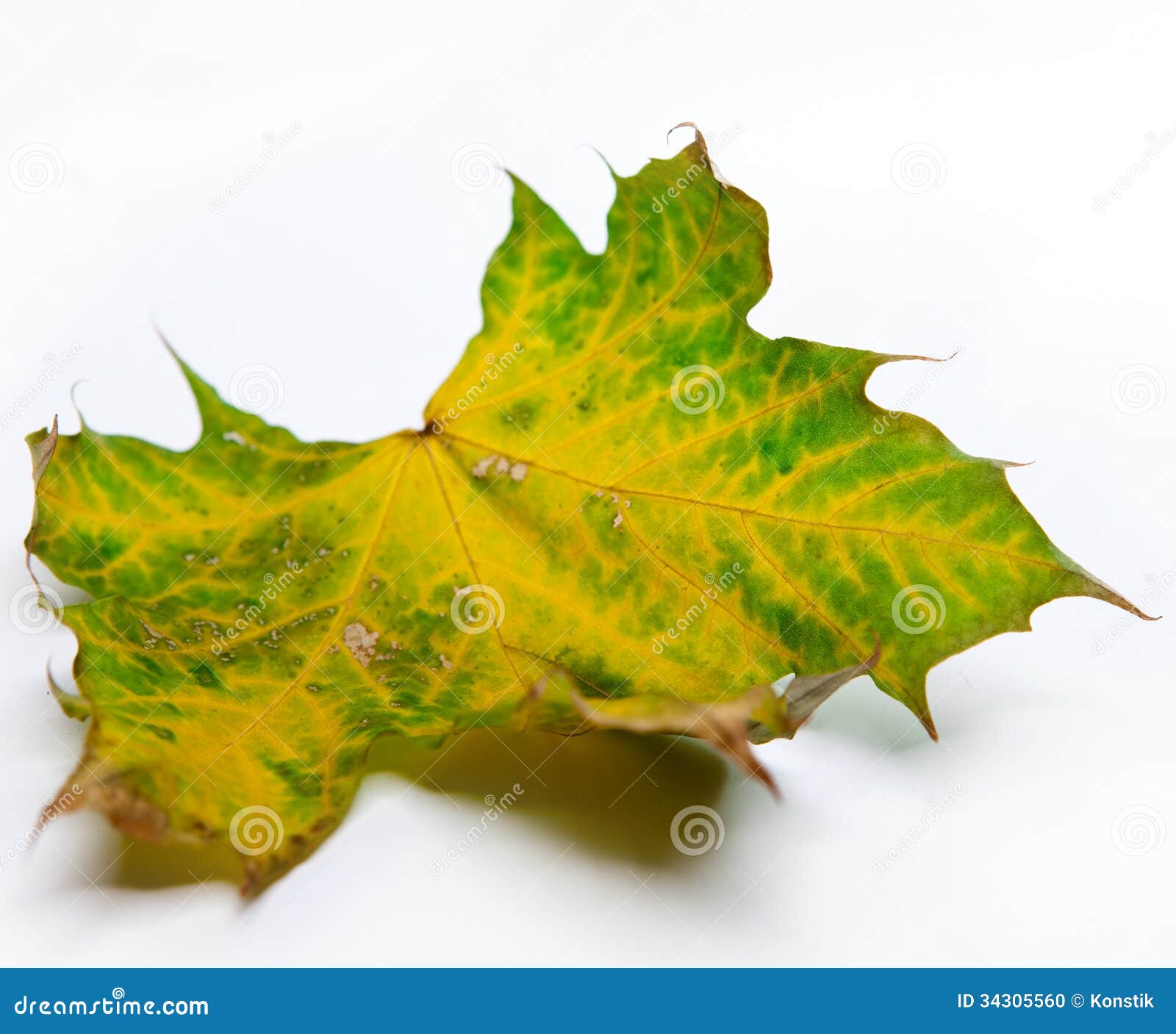 Green dry maple leaf stock photo. Image of colorful, seasonal 34305560