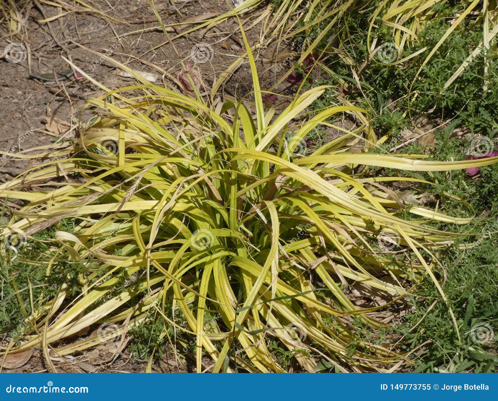 Green And Dry Plant Of A City Garden Stock Image Image Of Suffer