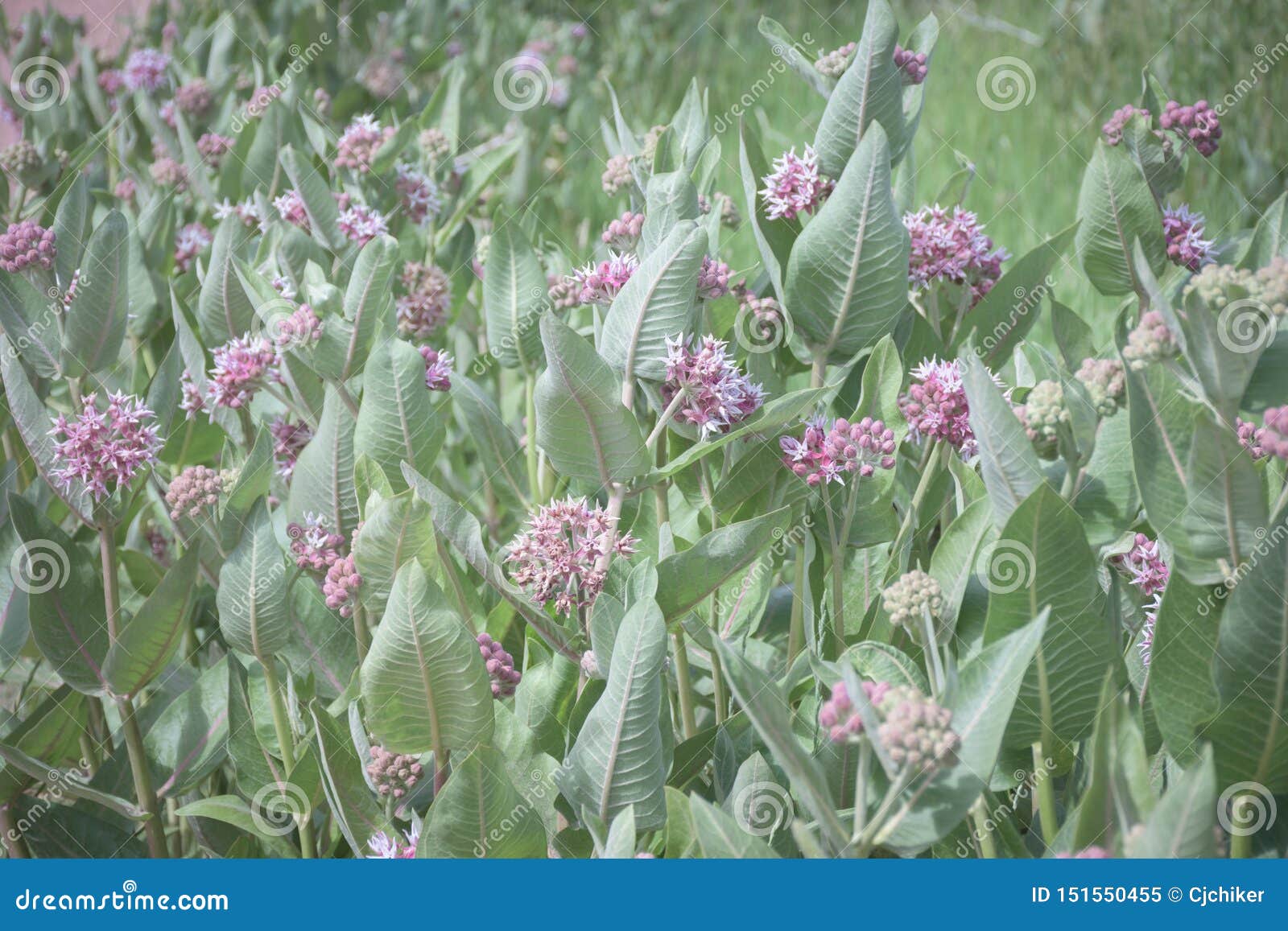 meadow of beautiful pink blooming milkweed plants asclepias speciosa in browns park, colorado