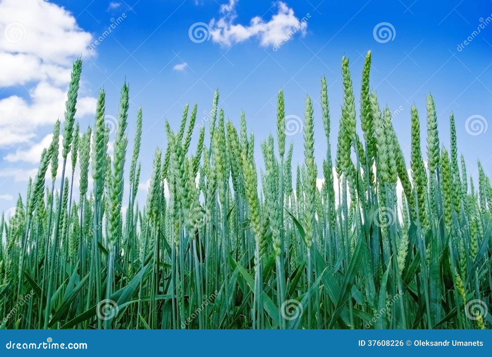 Green ears. Зеленые колосья. Green Wheat Blue Skies.