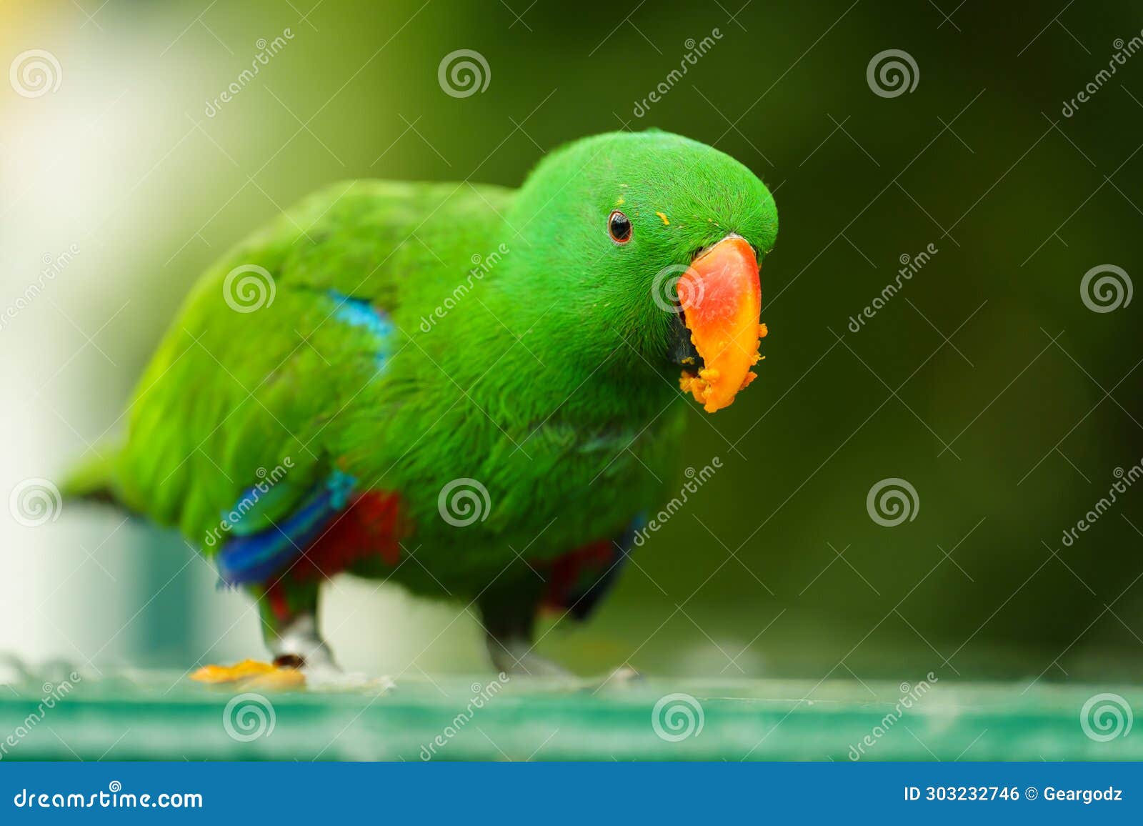 Eclectus Bird Food Your Guide to a Healthy Parrot Diet Eclectus Bird Food Your Guide to a Healthy Parrot Diet