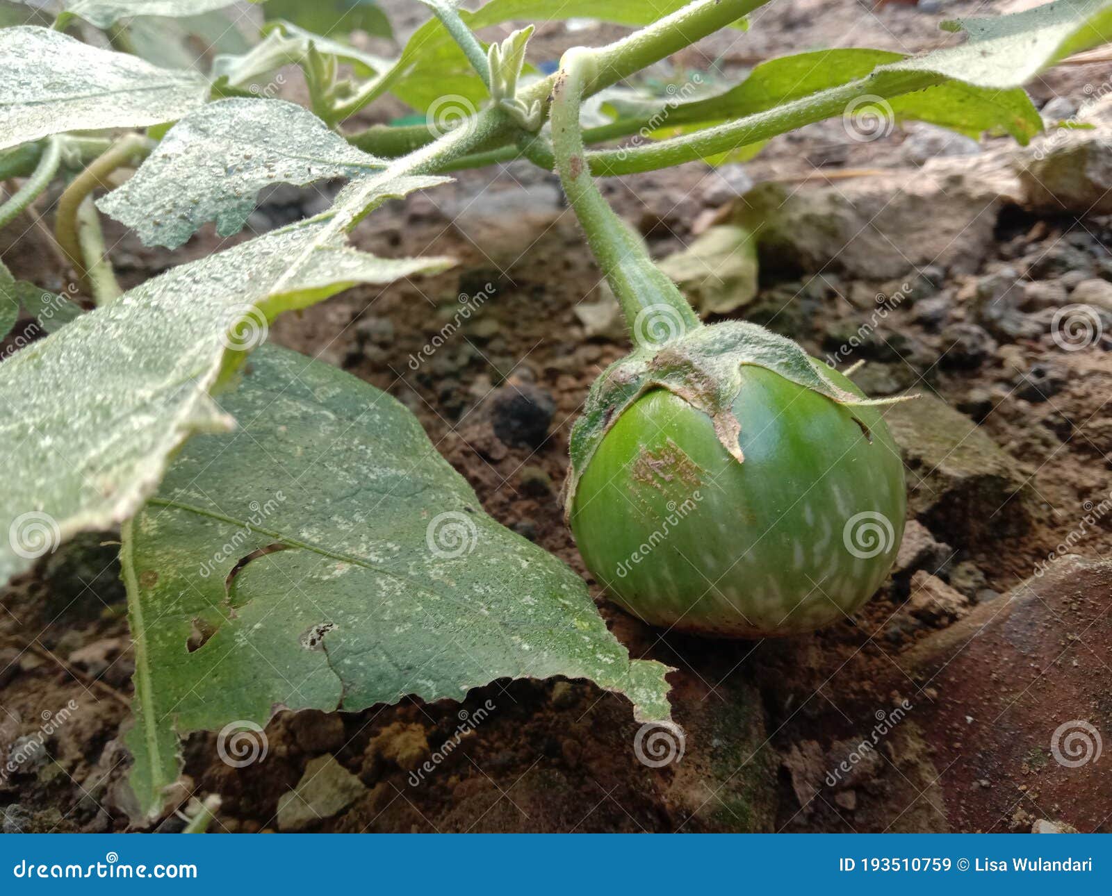 Green Eggplant Vegetable Touch the Ground Stock Image Image of