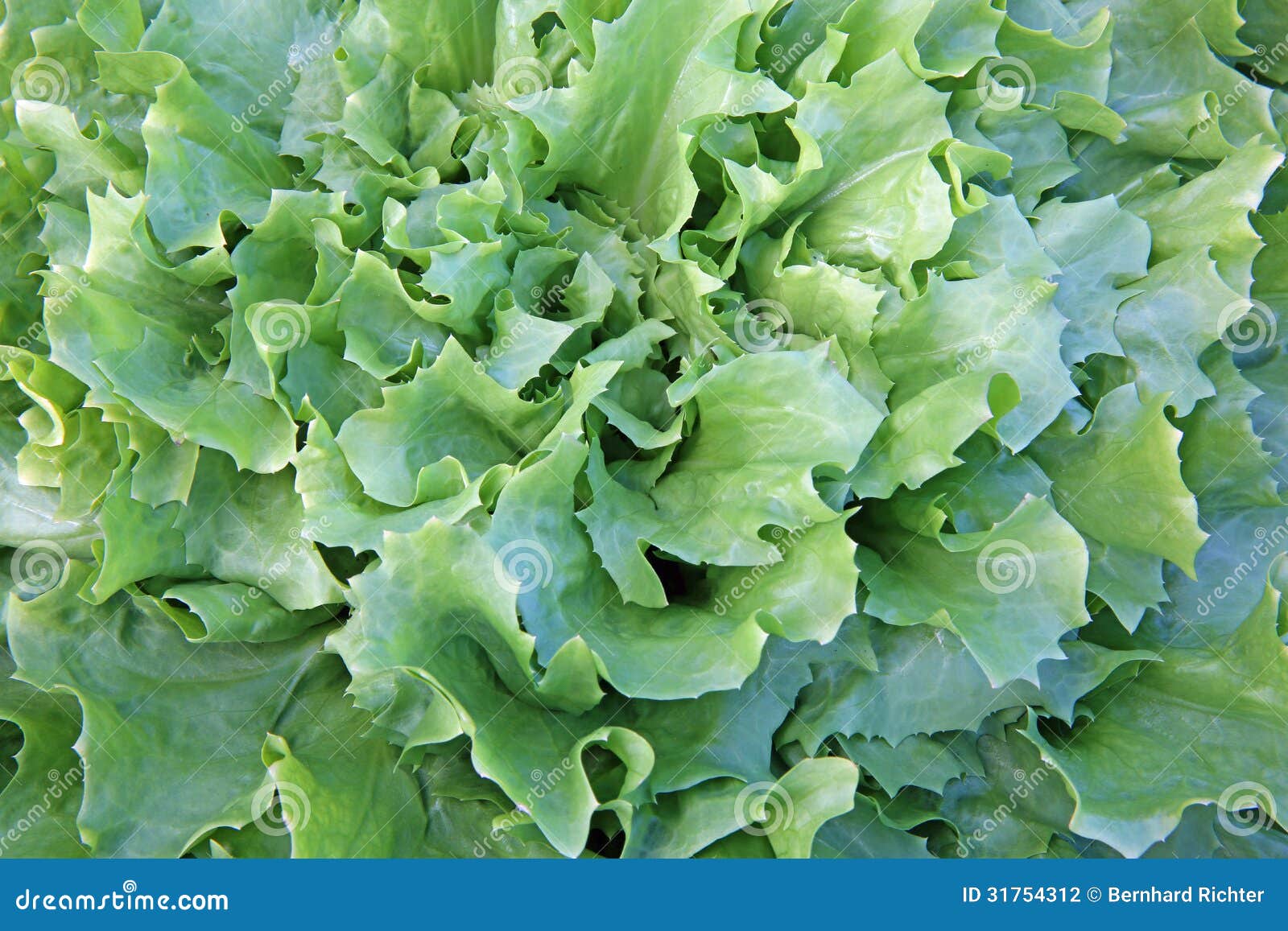 Green Endive stock photo. Image of fresh, lettuce, farm 31754312
