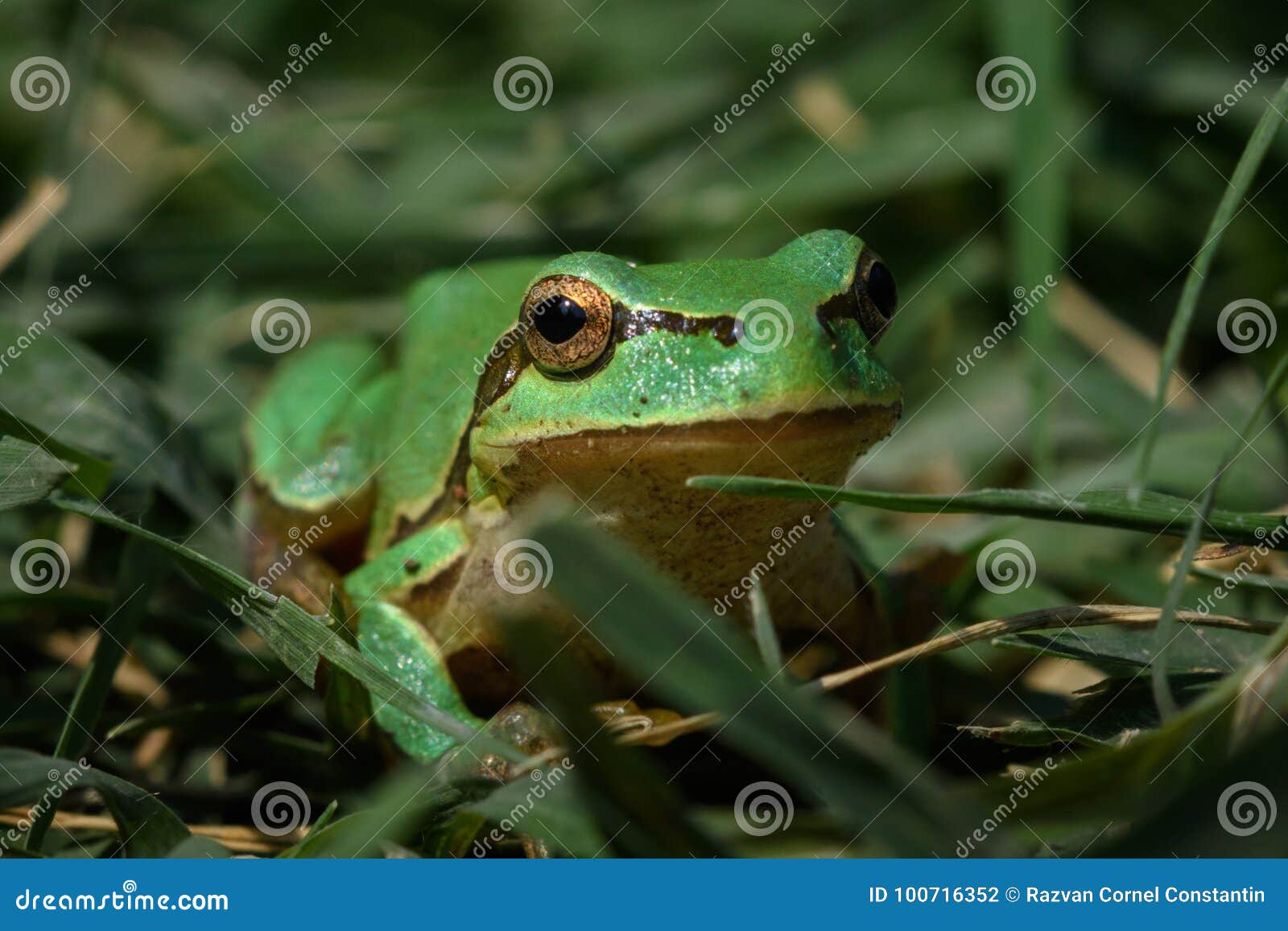 Green European Tree Frog, Hyla Orientalis Stock Photo - Image of frog