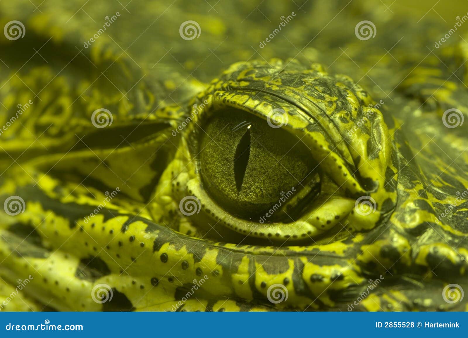 green eye of a green alligator
