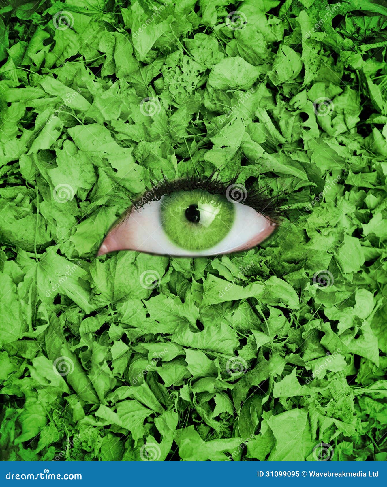 Green Eye in the Middle of Leaves Stock Image Image of environment