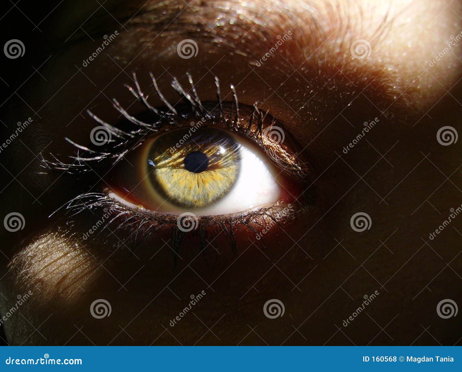 Green eye in shadow stock photo. Image of shadow, green - 160568