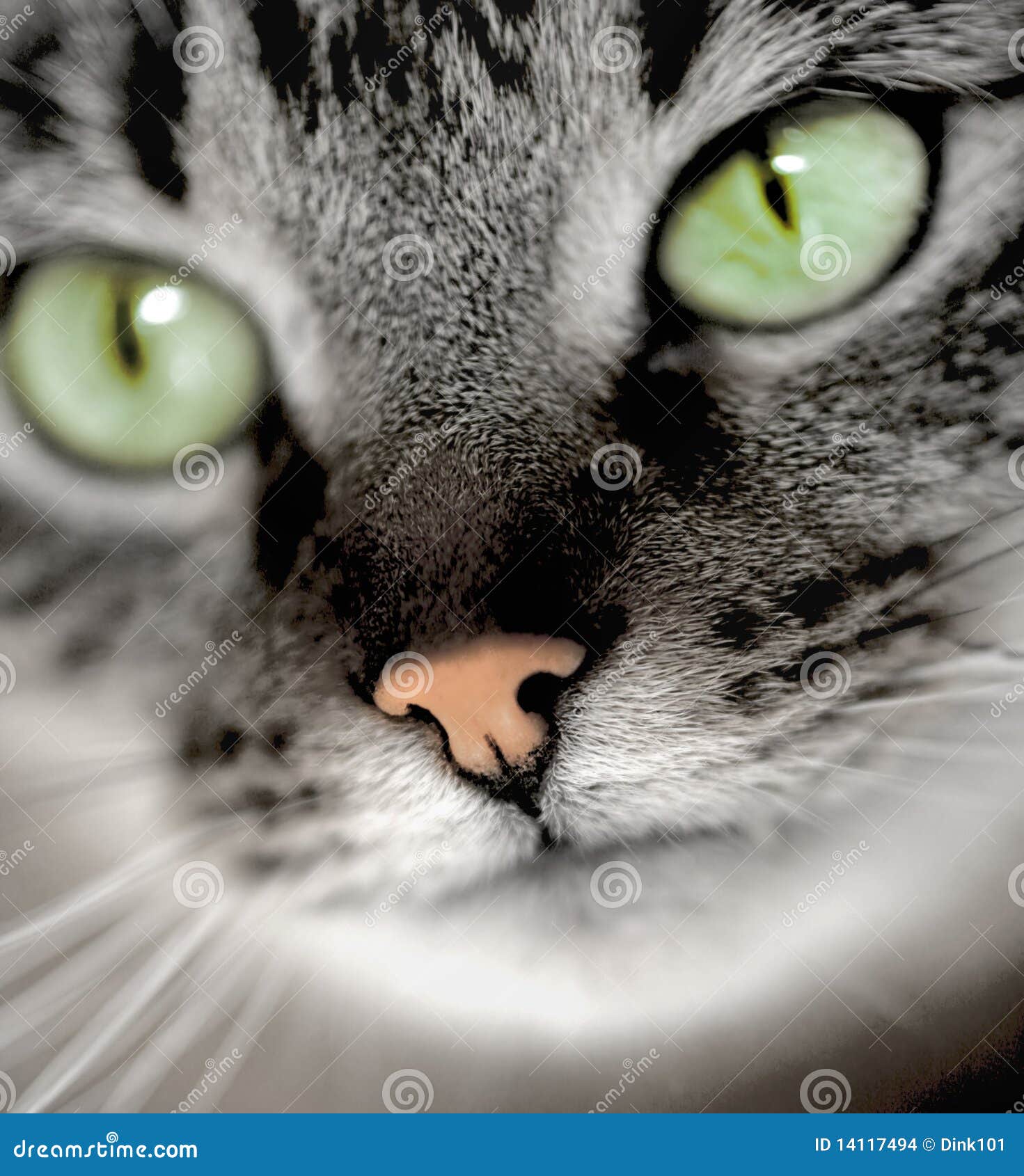 Greeneyed cat stock photo. Image of domestic, fluffy 14117494