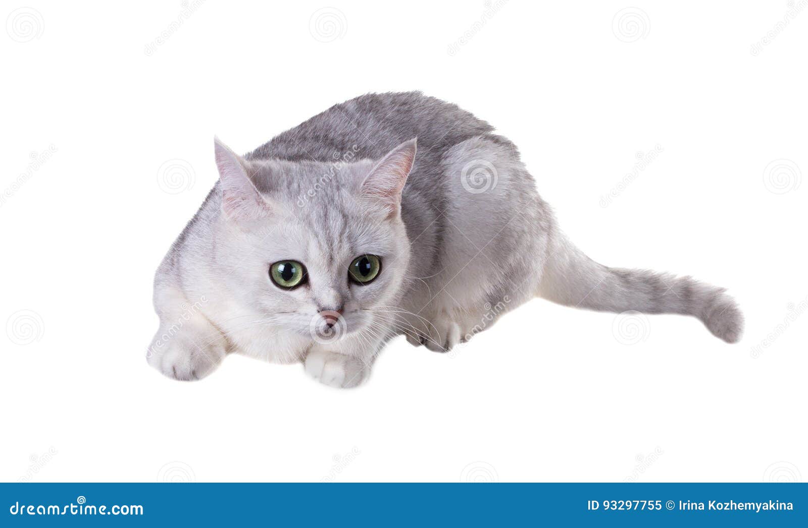 195 British Cat Silver Shaded Photos Free Royalty Free Stock Photos From Dreamstime 195 British Cat Silver Shaded Photos Free Royalty Free Stock Photos From Dreamstime