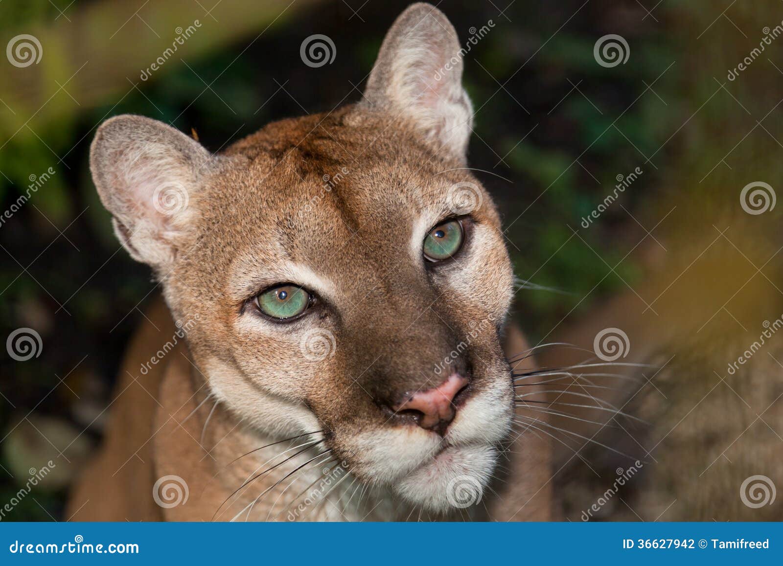 male puma