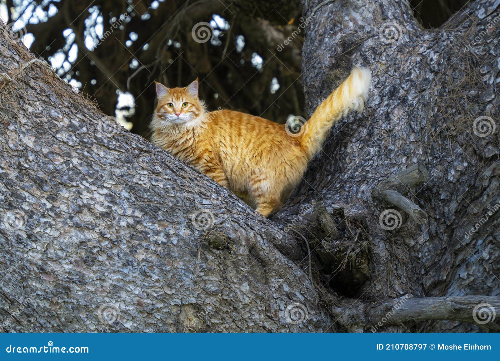 A Green Eyed Ginger Cat Up a Tree Stock Image Image of outdoors, cute